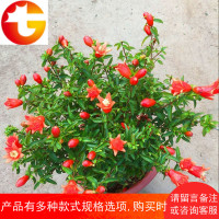 观赏石榴花苗四季开花植物盆栽室内 盆景室外庭院阳台绿植花卉