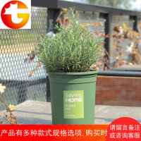 迷迭香盆栽 植物 驱蚊提神植物花卉可食用绿植香料醒脑室内