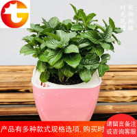 柠檬薄荷盆栽可食用自动吸水懒人植物办公室驱蚊香草绿植花卉 邮