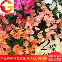 露薇花琉维草露微花卉带盆阳台庭院窗台绿植[盆栽]
