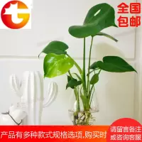 龟背竹盆栽室内桌面 绿植花卉 水培绿色植物 吸甲醛 净化空气