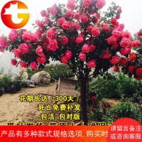 庭院盆栽地栽绿植花卉高杆树形树桩大花双色树状月季花苗玫瑰树苗