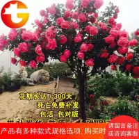 庭院盆栽地栽绿植花卉高杆树形树桩大花双色树状月季花苗玫瑰树苗