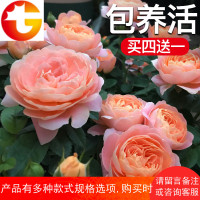 玫瑰花苗花卉盆栽客厅欧月阳台带花苞四季观花绿植物蔷薇牡丹月季