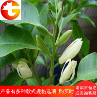 芳香花卉黄兰树苗 白兰花盆栽 白兰花苗 黄桷兰树苗 浓香绿植茉莉