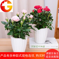 迷你玫瑰袖珍钻石玫瑰带花苞办公室内四季花卉盆栽绿植桌面植物