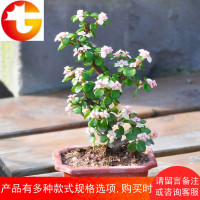 金枝玉叶盆栽植物室内花卉绿植盆景四季常青多肉植物老桩雅乐之舞