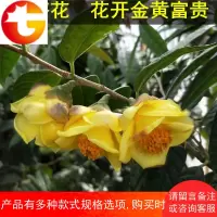 金茶花盆栽树苗金黄色防城黄遵品种室内外四季花卉绿植