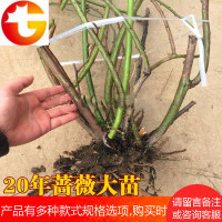20年蔷薇大花苗爬藤苗攀援花卉观花植物绿植室内盆栽盆景月季玫瑰