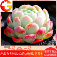 |双子贝瑞 多肉植物花卉 办公室组合防辐射多肉绿植盆栽