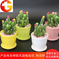 万重山植物多肉盆栽电脑防辐射仙人掌绿植花卉办公室内仙人山组合