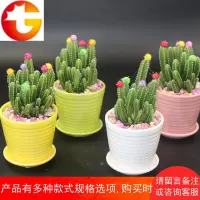 万重山植物多肉盆栽电脑防辐射仙人掌绿植花卉办公室内仙人山组合