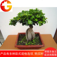 人参榕大小榕树 绿植盆栽花卉室内盆景除甲醛常青 水培植物