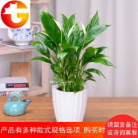 白掌一帆风顺白鹤芋花卉盆栽办公室内绿植水培植物吸甲醛防辐射