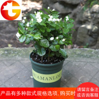 花盆栽植物带花苞室内花卉观花植物可开花绿植好养的花卉盆栽