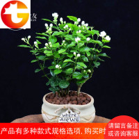 茉莉花盆栽室内花卉盆栽驱蚊观花植物阳台室外芳香净化空气小绿植