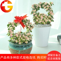 金枝玉叶盆栽植物室内花卉观花植物绿植四季带花雅乐之舞好养的花