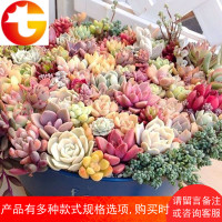多肉贵货超萌套装组合盆栽美肉状态绿植室内花卉带盆送土创意拼盘