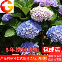 庭院无尽夏绣球花苗八仙花鲜花绿植特大花卉盆栽室内外可繁衍老桩