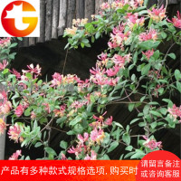 []庭院绿化爬藤植物室内盆栽金银花苗攀援花卉绿植四季常青