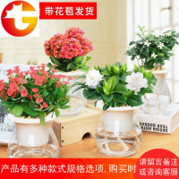 栀子花观花植物室内茉莉花水培水养办公室长寿花海棠绿植花卉盆栽