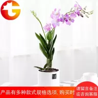 石斛兰花卉观花植物室内花绿植花卉盆栽阳台植物石斛兰盆栽带花