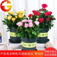红色小花盆栽带花苞室内植物四季观赏植物花卉绿植苗开花不断