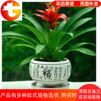 鸿运当头盆景室内绿色植物红花卉盆栽绿植凤梨吸甲醛阳台办公客厅