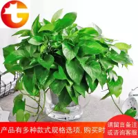 L绿萝虎皮兰水培植物绿植盆栽花卉净化空气水培绿萝室内植物含盆