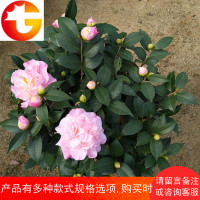 龙岩茶花苗烈香茶花盆栽香味清香型花卉绿植茶花树苗阳台四季常绿