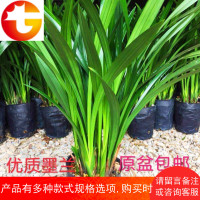 兰花苗兰花盆栽花卉绿植四季室内花香盆景墨兰花苗企黑 好花卉