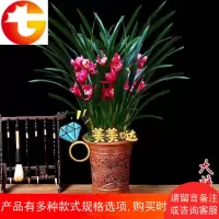 兰花 大将军 墨兰盆栽矮种兰花苗植物室内花四季花卉观花兰草绿植