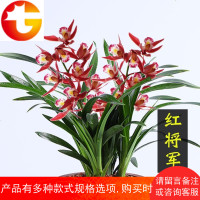 兰花 红将军 建兰 四季兰 红花浓香兰花苗阳台室内盆栽花卉绿植物