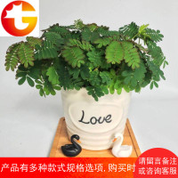 含羞草盆栽办公桌面室内外阳台趣味水培绿植物害羞草可爱学生花卉