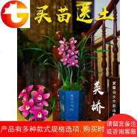国兰花苗建兰四季兰草美娇娘浓香不带花苞花卉兰花盆栽名贵绿植物