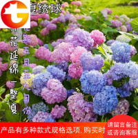 无尽夏大花绣球花苗带花庭院耐寒八仙花鲜花绿植盆栽阳台花卉植物