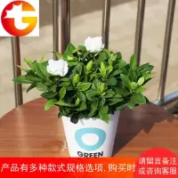 栀子花盆栽室内绿植花卉办公室桌面小盆栽水培绿萝四季常青植物