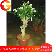 横县双瓣重瓣复瓣茉莉花苗老桩矮桩盆栽盆景阳台绿植花卉农户种植