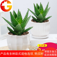芦荟盆栽办公室多肉植物卧室内花卉四季常青水培水养绿植盆景