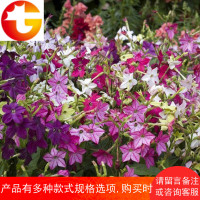 [花]花园庭院景观花卉鲜花盆栽阳台绿植