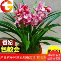 兰花[香妃]矮种盆栽植物室内四季花卉观花绿植好养兰花苗