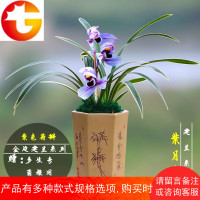 兰花苗建兰四季金边兰[紫月荷]浓香型花卉办公室内绿植盆栽好养