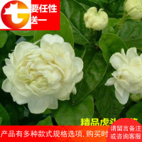 多重瓣虎头茉莉花苗盆栽可食用花卉当年开花带花苞室内庭院绿植香