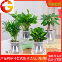 发财树幸福树绿萝文竹碧玉水培花卉盆栽办公室内绿植防辐射植物