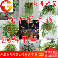 客厅悬挂室内垂吊绿植物花卉盆栽水培绿萝青叶吊兰吸甲醛净化空气