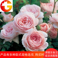 月季瑞典女王多季直立灌木庭院花园阳台盆栽地栽观花绿植花卉