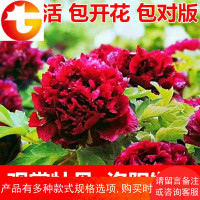 正宗洛阳牡丹花苗四季室内外庭院绿植物盆栽重瓣牡丹花卉多年大苗