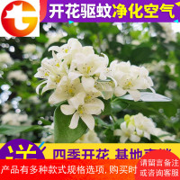 盆栽庭院绿植九里香室内外阳台花卉当年开花可驱蚊清香怡人 邮