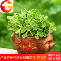 碰碰香盆栽 香草多肉植物驱蚊 驱虫净化空气绿植花卉