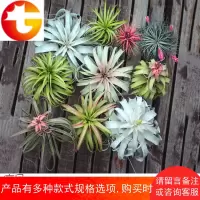 空气凤梨精选限量花期无土植物室内客厅盆栽绿植花卉